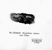 Hysterium contortum image